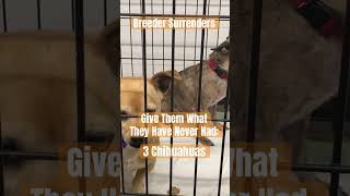 3 Chihuahuas Surrendered by Breeder  Foster Dogs by Huggy amp High Tails Animal Sanctuary [upl. by Dorene]