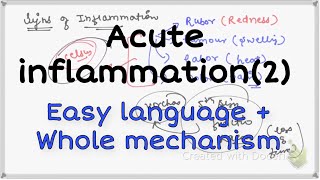 Acute inflammation cellular events pathology Acuteinflammation [upl. by Lladnarc]