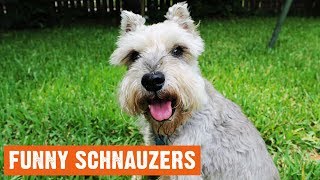 Funny Schnauzers Moments [upl. by Ainesell549]