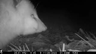 North American Opossum eats American Persimmons [upl. by Isiah]