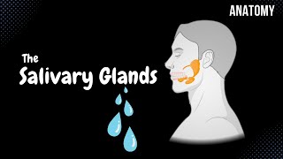 Minor amp Major Salivary Glands Parotid Submandibular Sublingual Anatomy [upl. by Avir]