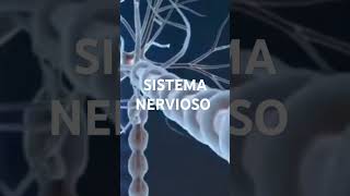 EXPLICACION BREVE DEL SISTEMA NERVIOSO anatomy human sistemanervioso viralvideo [upl. by Inava]