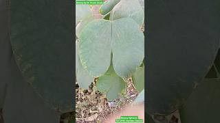 Simple Unifoliate Leaves VS Bifoliate Leaves leaves morphologyoffloweringplants exam2025 [upl. by Nilam346]