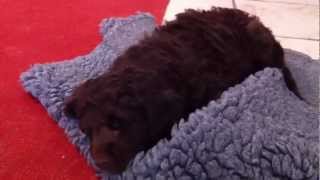 Nestje 2013  Week 8 video 1  Freonskip Australian Labradoodles [upl. by Bradway327]