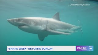 Shark Week returns with new quotBelly of the Beastquot episodes [upl. by Ametaf]