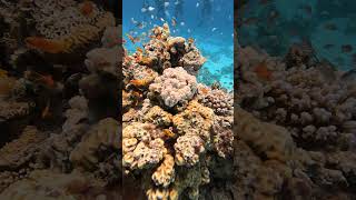 EGYPT Dahab 18 Oct 2024 Reef [upl. by Ardnuaek336]