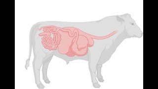 BIOQUÍMICA PARA VETERINARIOS INTEGRACIÓN METABÓLICA EN RUMIANTES [upl. by Roots]