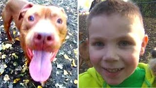 Pitbull Saves Toddlers Life [upl. by Certie]