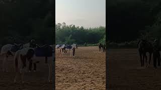 Horse riding at Sukhovi  Nagaland [upl. by Sheepshanks]