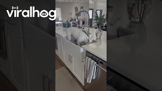 Bull Terrier Hops Into Sink to Retrieve Ball  ViralHog [upl. by Oiludbo]