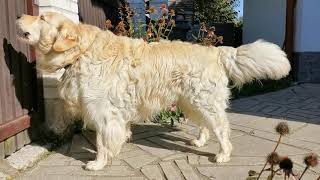 Golden Retriever barking [upl. by Emmaline]