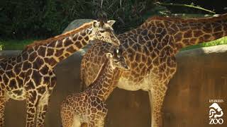 LA Zoo Welcomes Newborn Giraffe [upl. by Natalina227]