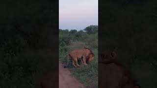 KAPAMA BUFFALO CAMP GAME DRIVE SLEEPY LION [upl. by Mariand]