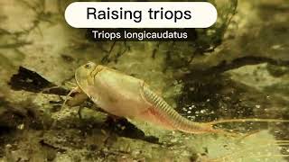 How to raise triops Day 0 and beyond additional tips in description [upl. by Eiuol]