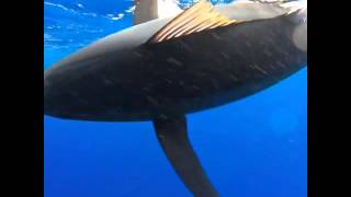 Catching a large bigeye tuna on monchong gear in Hawaii [upl. by Aikam]