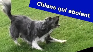 Chiens qui aboient  Faire une blague à votre chien et votre chat [upl. by Devonna73]