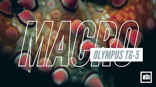 Olympus Tough TG5 Underwater Macro First Results [upl. by Okiam678]