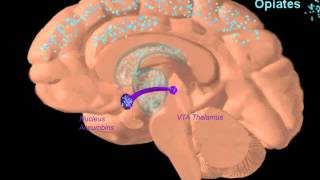 Webinar  Use of Buprenorphine in the Treatment of Opiate Dependence [upl. by Hermosa]