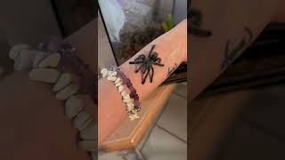 Meet My Antilles Pinktoe Tarantula Hand Walk and Bonding Time 🕷️ [upl. by Alamak]