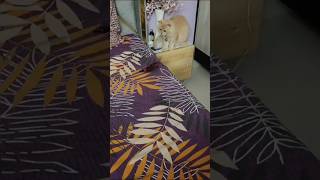 Funny cat playing in bed 🤣  foryou shorts cat kittty cute kittey pets petlover [upl. by Dominique]