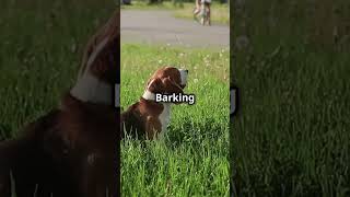 Why Do Dogs Bark dogs barking pets [upl. by Guttery]