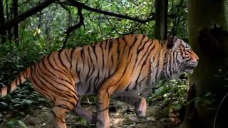 नागिन 2 official teaser  Tiger attack short films  jungle book  Ranjeet films [upl. by Napas]