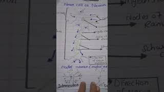 structure of nerve cell or neuron  Motor neuron  sensory neuron interneurons [upl. by Ecnedurp]