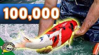 100000 Koi Fish Unboxing Over 50 Boxes of Koi Beautiful Big Koi [upl. by Refinne]