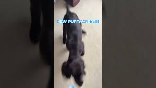 He’s a Boykin SpanielD newpuppies spaniels dogs cutedog [upl. by Ayekahs166]