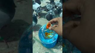 Water dispenser 🥣 of pigeons 🕊️ for medicine kalapati racingpegion merpati pigeondiet [upl. by Mitzl]