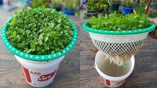 Grow coriander at home in water धनिया उगाने का सबसे आसान तरीका coriander in hydroponics [upl. by Anilak]