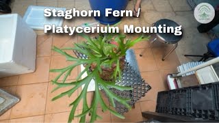 Staghorn Fern  Platycerium Mounting on drainage cell [upl. by Daphna]