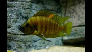 Altolamprologus compressiceps quotorangequot Chaitika  PISCES [upl. by Agosto]