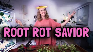 ROOT ROT Identifying treating and preventing houseplant disease [upl. by Darby417]