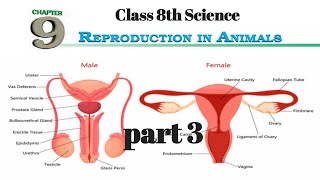 REPRODUCTION IN ANIMALS  Class 8 chapter 9 ncert  part 3 [upl. by Bourke936]