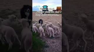 holyspirit obedience sheep shepard godsplan [upl. by Dorinda]