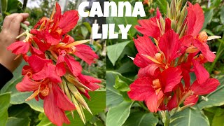 CANNA LILY All you need to know [upl. by Ferwerda]