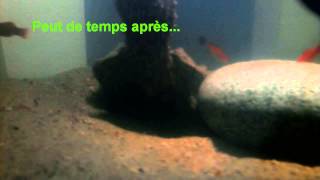 Macrochelys timminckii chasse ses poissons 1 [upl. by Lennie]