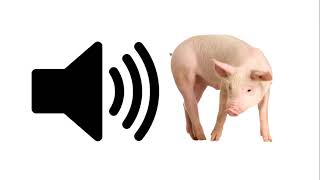 Pig  Sound Effect  ProSounds [upl. by Ardnik455]