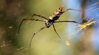 GIANT AFRICAN SPIDER [upl. by Eita]