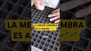 Así se siembran las plántulas de tomatillo en Invernadero [upl. by Ardnahsal]