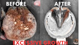 Horse Hoof Trimming  Excessive Growth [upl. by Dent]