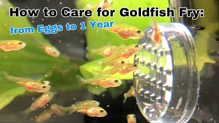 How to care for Goldfish Fry from Eggs to 1 Year [upl. by Adnohsat]