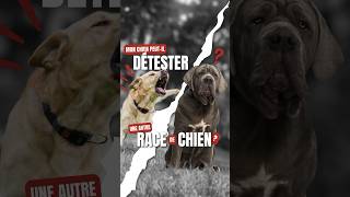 Un CHIEN peutil DÉTESTER une autre RACE de chien [upl. by Buote]