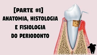 Dentista Estuda 2 PT 1 Anatomia Histologia e Fisiologia do Periodonto  Concursos Para Dentistas [upl. by Lekzehcey]