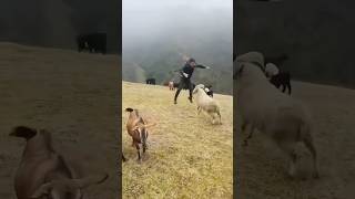 Funny goat foryou funnyanimals goat farm funny [upl. by Acissey]