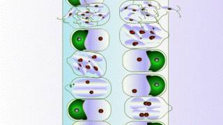 Life Cycle of Ulva [upl. by Ardnac]