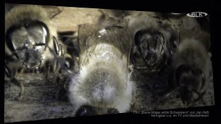 Insektensterben Bienensterben NABU Naturschutzbund Merseburg Filmvorführung Biene Majas w [upl. by Richela300]