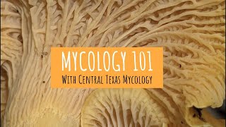 Mycology 101 [upl. by Enitsed]