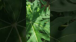 Health Medicinal EnglishBenefits of Papaya Leaves [upl. by Lingwood]